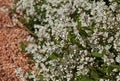 Deutzia crenata `Nikko` in bloom with pink gravel soil