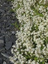Deutzia crenata `Nikko` in bloom with pink gravel soil