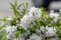 Deutzia gracilis romantic bright white flowering plant, bunch of amazing and beautiful slender flowers on shrub branches