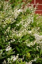 Deutzia gracilis shrub.