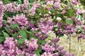 Deutzia hybrid bush, small lilac flowers.