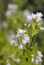 Deutzia hybrid