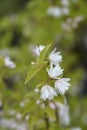 Deutzia hybrid