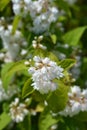 Deutzia hybrid