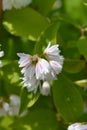 Deutzia hybrid