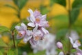 Deutzia Mont Rose Royalty Free Stock Photo