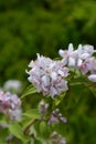 Deutzia Mont Rose Royalty Free Stock Photo