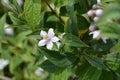 Deutzia Mont Rose Royalty Free Stock Photo