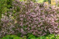 Deutzia purpurascens Kalmiiflora, shrub with pinkish-white flowers Royalty Free Stock Photo