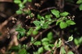 Deutzia scabra Royalty Free Stock Photo