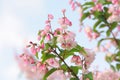 Deutzia Scabra Flowers on Shrub