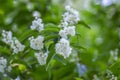 Deutzia scabra fuzzy pride of rochester white flowers in bloom, crenate flowering plants, shrub branches with green leaves