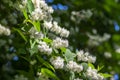 Deutzia scabra fuzzy pride of rochester white flowers in bloom, crenate flowering plants, shrub branches with green leaves