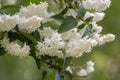 Deutzia scabra fuzzy pride of rochester white flowers in bloom, crenate flowering plants, shrub branches with green leaves