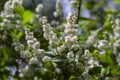 Deutzia scabra fuzzy pride of rochester white flowers in bloom, crenate flowering plants, shrub branches with green leaves