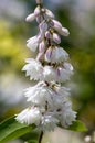 Deutzia scabra white pink double flowers in bloom, beautiful flowering ornamental shrub