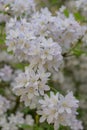 Hybrid Deutzia x rosea Campanulata, tiny white flowers