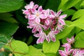 Deutzia `Yuki Cherry Blossom` Royalty Free Stock Photo