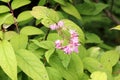 Deutzia `Yuki Cherry Blossom`