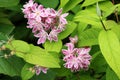 Deutzia `Yuki Cherry Blossom`