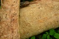 Emeral Ash Borer Trails Under Bark Layer Royalty Free Stock Photo