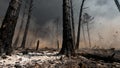 Devastating wildfire aftermath burnt forest landscape environmental disaster Royalty Free Stock Photo