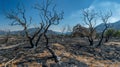 The devastation is clear in the twisted burnt branches of the nowdead trees reaching out like skeletal fingers