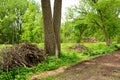 Devastation of Hardwood Forest From Evasive Species