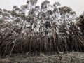 Devastation by a large forest fire