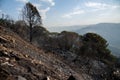 Mediterranean mountain forest after wildfire