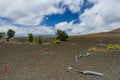 Devastation Trail Royalty Free Stock Photo