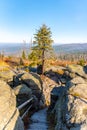 Devasted forest in cause of bark beetle infestation. Sumava National Park and Bavarian Forest, Czech Republic and Royalty Free Stock Photo