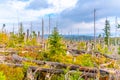 Devasted forest in cause of bark beetle infestation. Sumava National Park and Bavarian Forest Royalty Free Stock Photo