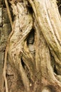 Hidden face, Ta Prohm temple, Angkor Wat, Cambodia Royalty Free Stock Photo