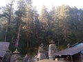 Devdar behind Jageshwar group of temples. Royalty Free Stock Photo
