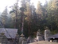Devdar behind Jageshwar group of temples. Royalty Free Stock Photo