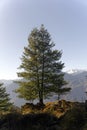 Devdar trees on the edge of a Himalayan valley and snow capped mountain ranges Royalty Free Stock Photo