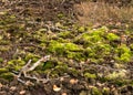 Developed bog vegetation, removed peat cover, moss lichens and grass, dry tree branches, autumn Royalty Free Stock Photo