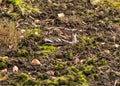 Developed bog vegetation, removed peat cover, moss lichens and grass, dry tree branches, autumn Royalty Free Stock Photo