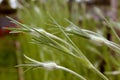 Developing buds of corncockle flowers