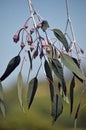 Developing buds of Western Australian native Eucalyptus caesia Royalty Free Stock Photo