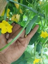 developing cucumber fruit