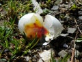 Developing Dove fetus in broken eggshell on ground Royalty Free Stock Photo