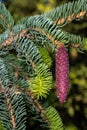 Developing Female Cone of Weeping Norway Spruce