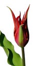Developing flower bud of decorative tulip hybrid Alladin, red petals, green leaf visible Royalty Free Stock Photo