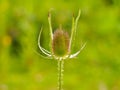 Developing flower on a teasel plant Royalty Free Stock Photo