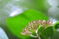 Developing fruits of a common dogwood Royalty Free Stock Photo