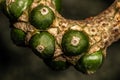 Developing Fruits of Crystal Anthurium