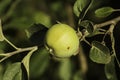 A developing green apple on the tree with a small brown blemish