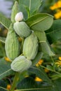 Developing green milkweed seed pods